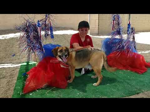 KENNEDY, an adopted German Shepherd Dog & Harrier Mix in Phoenix, AZ_image-1