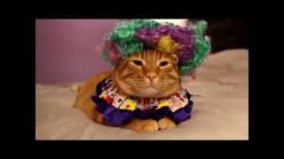 Cat in a Clown Costume