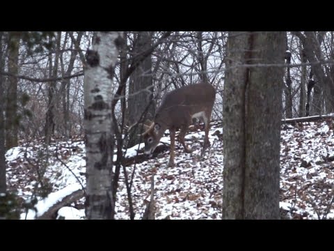 How to Hunt the Late Season for Deer