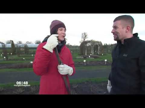 Morgenmagazin,Service Rosen richtig pflegen   (ZDFmediathek)