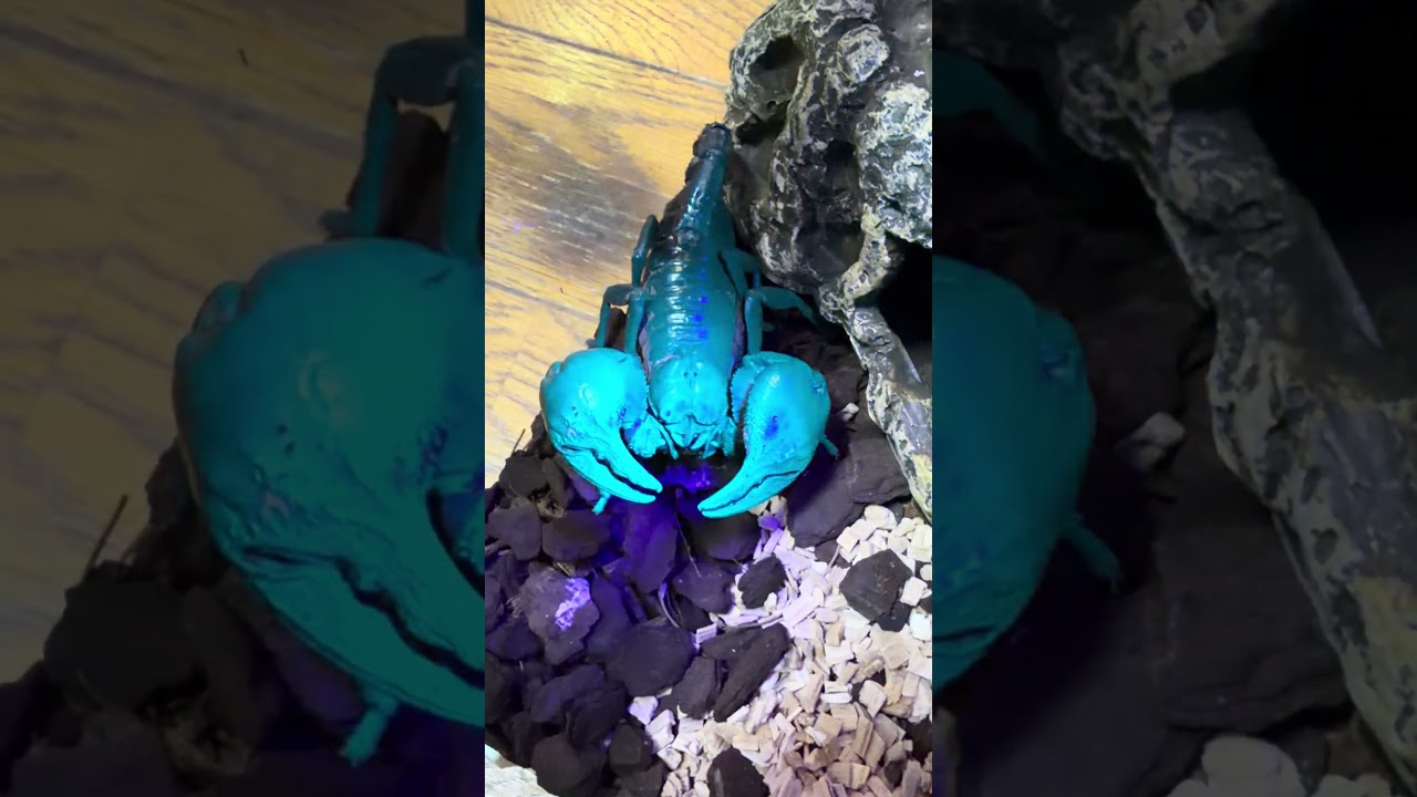 サソリのペアリングに成功！？したかもしれない　#shorts