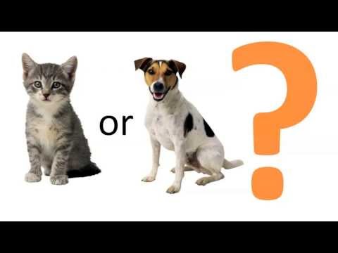 Are you a CAT or a DOG person? (EXPERIMENT!)