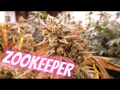 Zookeeper Canna Montage