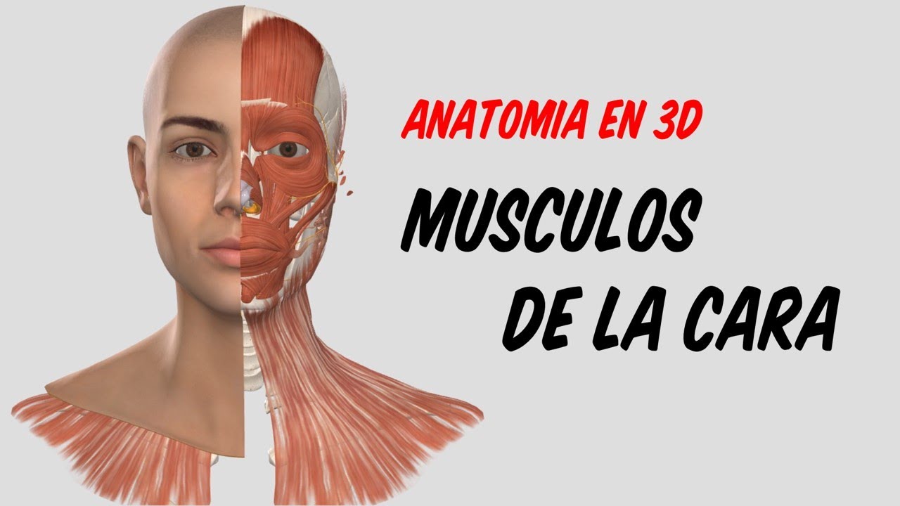 ANATOMÍA EN 3D - Músculos de la Expresión Facial (Origen, Inserción, Acción)