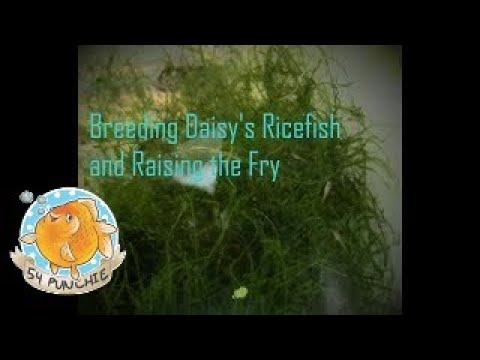 Daisy's Ricefish - Breeding and Raising the Fry