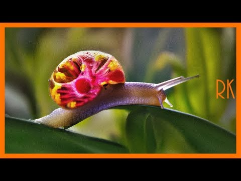 Makrofotografie, auch ohne Makroobjektiv zu tollen Makrofotos