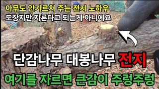 단감나무 대봉나무 전지할때 이것을 반드시 해줘야 큰감이 주렁주렁  열립니다 #단감나무전지 #대봉나무전지 #단…