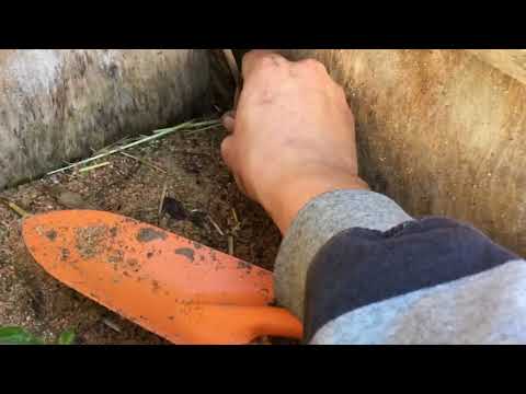 Multiplicar sauco (sambucus nigra) por estaca