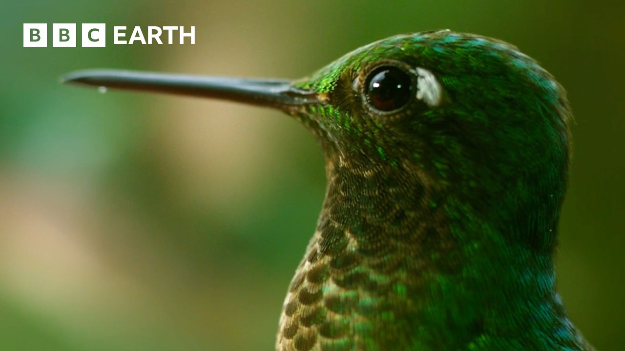 Meet the Animals Using Outlandish Methods to Find a Mate | BBC Earth