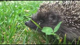 HÍREK A TERMÉSZETBŐL