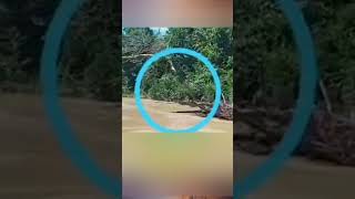 Download lagu ULAR TERBESAR - DI SUNGAI COBA LIHAT ASTAGA..!!! mp3 Download lagu ULAR TERBESAR - DI SUNGAI COBA LIHAT ASTAGA..!!! mp3