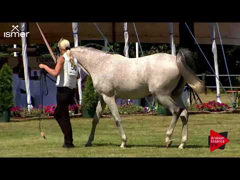 N.50 MISS DIVA - Strohen 2018 C European