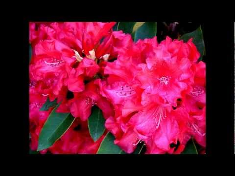 WA Flowers with Sam Donahue: Roses Of Picardy