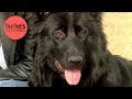 Burke S Backyard Black German Shepherd Road Test