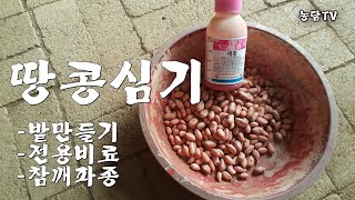 땅콩심기-밭만들기, 전용비료, 새피해방지약처리, 참깨파종