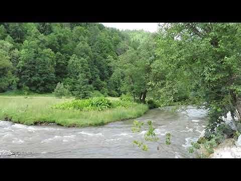 Ricaedy-De la Brosteni la Darmoxa...Raul Neagra