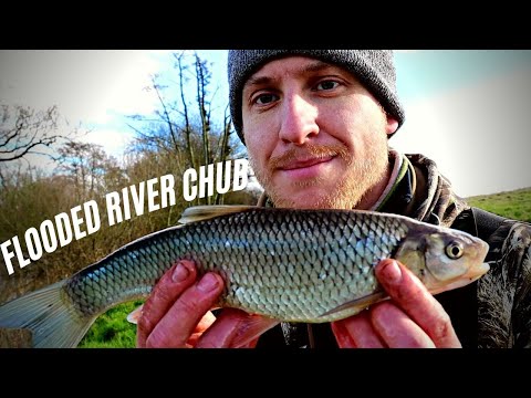 Trying to Catch Chub on a Flooded River