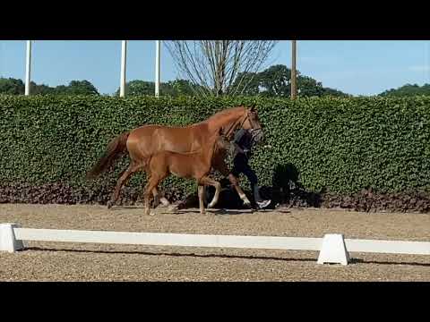 SF Vitalis Desperados