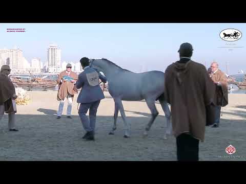 N.336 D SHARAR - Katara Int. Arabian Horse Festival 2022 - Colts 2 Years Old (Class 5)