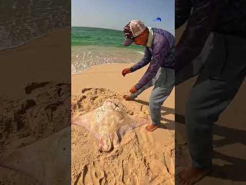 Man Rescue This Sea Creature! Here How!