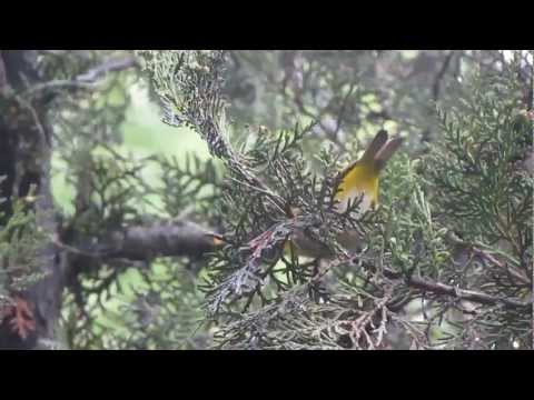 Okánik čínsky (Zosterops simplex) — starostlivosť, voliéra a kŕmenie