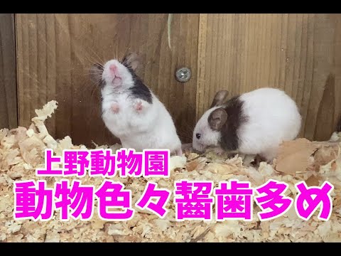 げっ歯類の種類