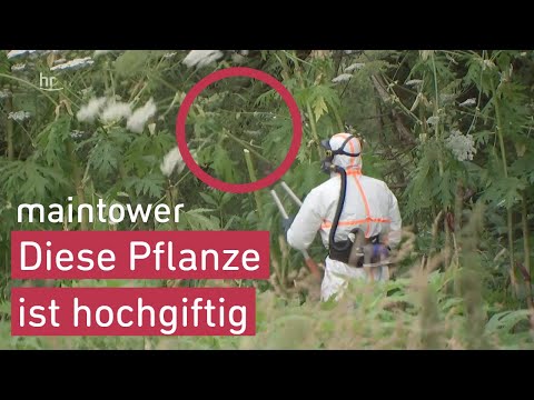 Giant hogweed: extreme risk of injury | maintower