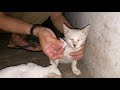 SELAMATKAN ANAK KUCING YANG DI BUANG DI PASAR