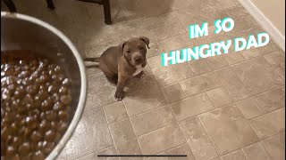 What it looks like feeding my Pitbull Puppy
