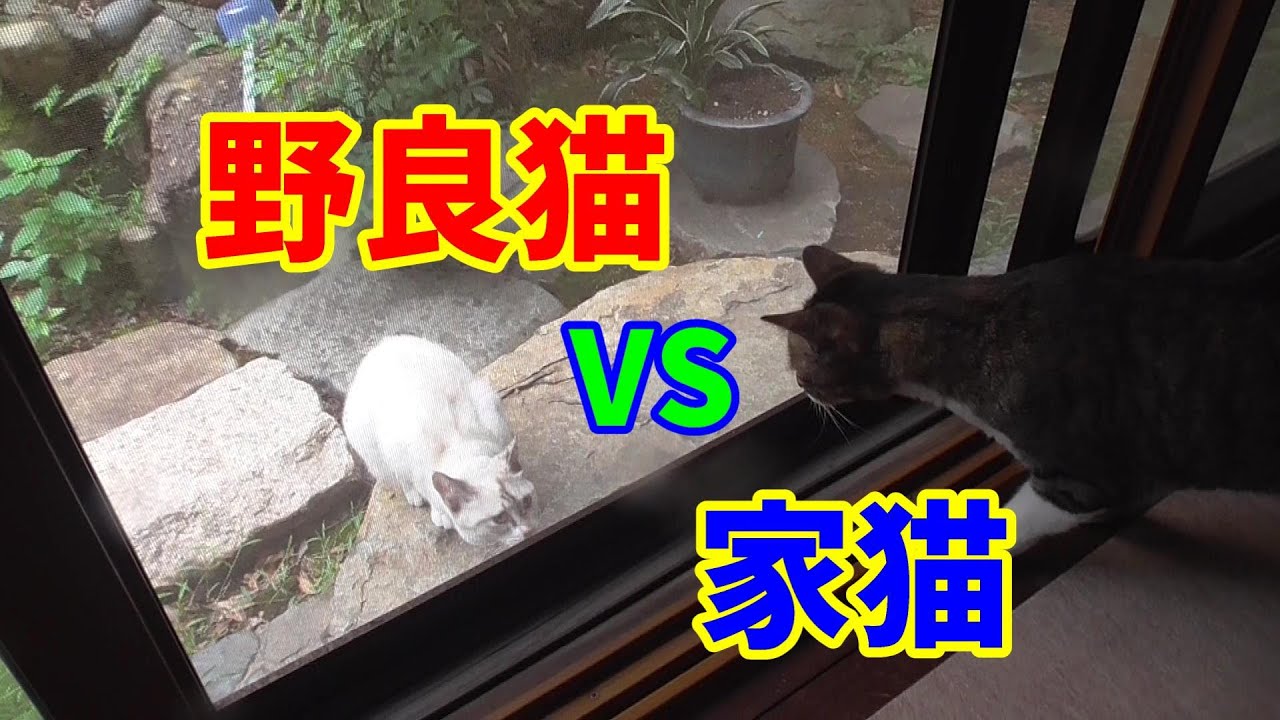 新顔の野良猫がやって来て、我が家の猫ちゃん達と初顔合わせの時の動画です。