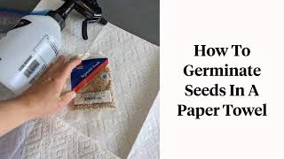 Germinating Tomato Seeds on a Paper Towel