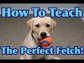 How To Teach Your Dog To FETCH Perfectly Dog Training Tutorial