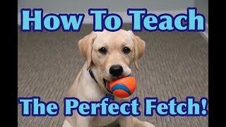 How To Teach Your Dog To FETCH Perfectly! (Dog Training Tutorial)