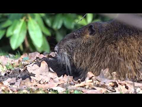 Die Bisamratte Ohlsdorf HD