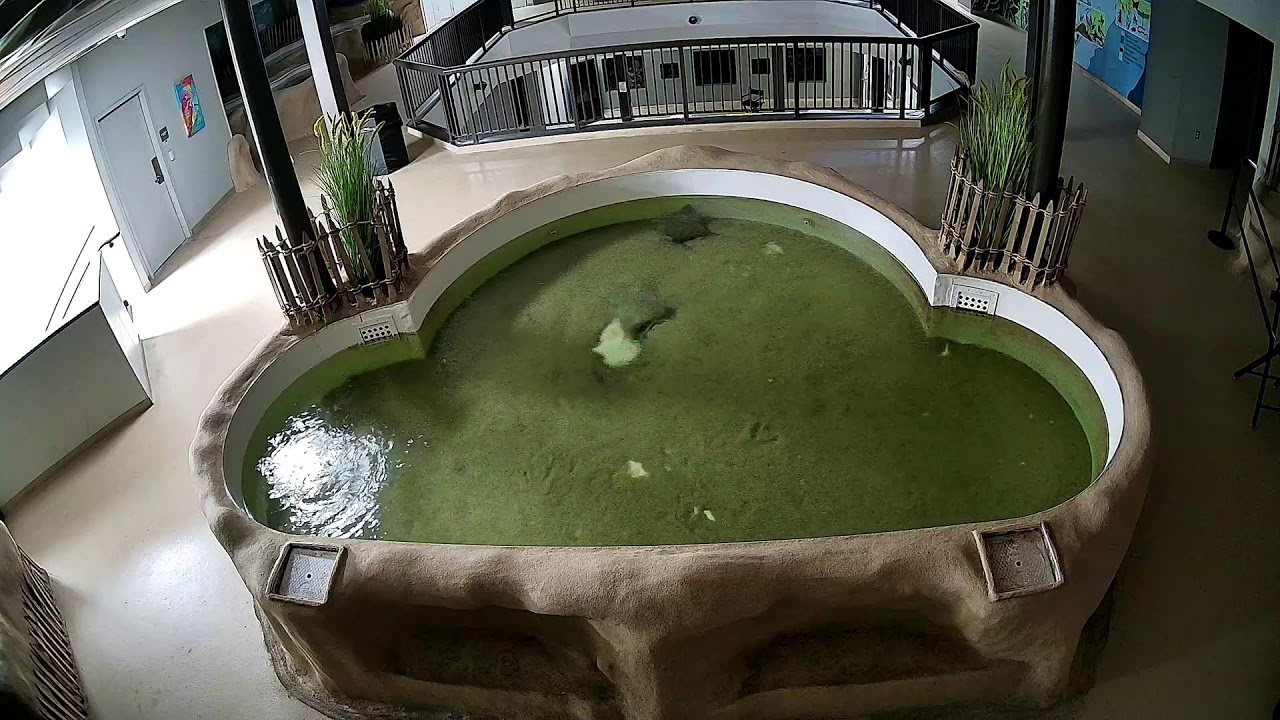 Live webcam view of Aquarium Ray & Touch Tank