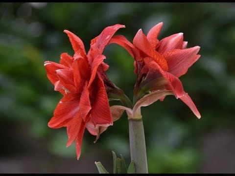 "MDR um vier": 🥀Amaryllis wieder zum Blühen bringen