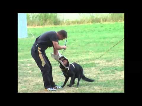 chyra z atarova sadu