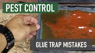 How to Avoid Common Glue Trap Mistakes [Why Rats & Mice Avoid Glue Traps]