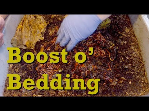 Examination of red wiggler worm bins then boosting bedding - vermicomposting