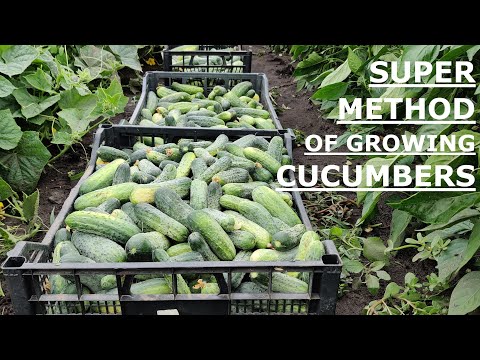 How to Quickly Grow Cucumbers - Part 2