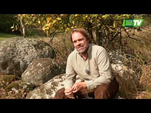 Deer hunting in Poland