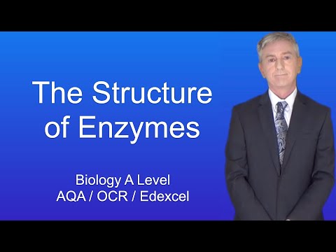 A Level Biology Revision "The Structure of Enzymes"