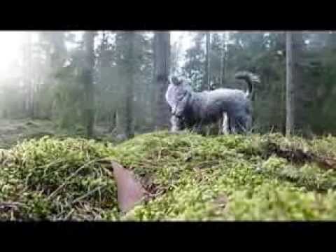 Den Blå Mannen -  Slottet -  Putzi - Pumi Sweden - mats forsberg art film