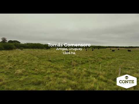 Conte  - Tomás Gomensoro 1504 ha