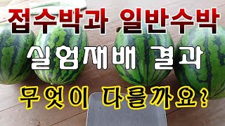[텃밭농부. 1,164]  접수박과 일반수박 실험재배 결과. 과연 어떤 차이가 날까요? 접수박재배 #일반수박…