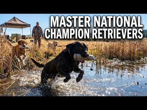 Flight G Water Test: Why This Cattail Setup Breaks Even Elite Retrievers