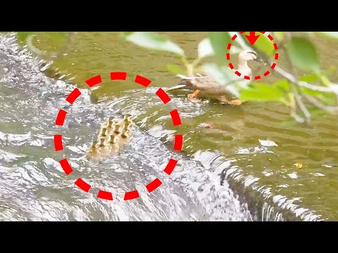 Entenküken in Gefahr! Mutter will Baby nicht im Stich lassen und springt zur Hilfe.