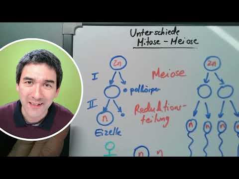 Unterschiede Mitose und Meiose #mitose  #meiose