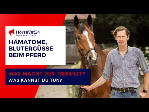 Wie gehe ich bei Hämatomen/Blutergüssen beim Pferd vor? Was macht der Tierarzt? /HorseVet24