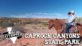 HOW TO TELL IF A BISON IS PREGNANT